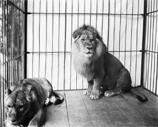 Portrait of Prince the Lion