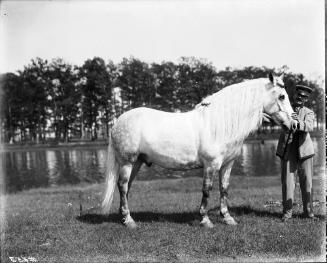 Emma Stickney's Horse
