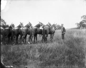 Horse Act
