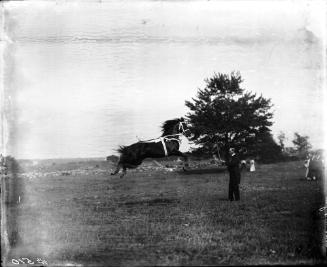 Herzog Horses
