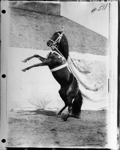 Horses