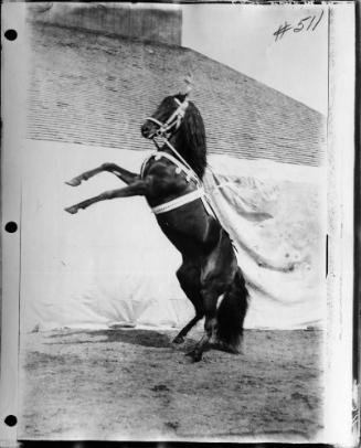 Horses