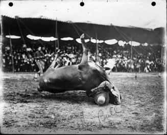 Throwing the Bull