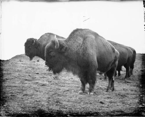 Bisons