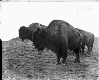 Bisons