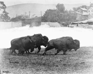 Bisons