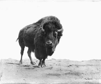 Bisons