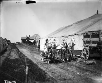 Chariot Wagon