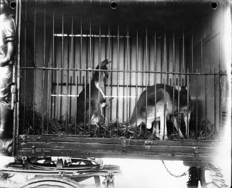 Kangaroos