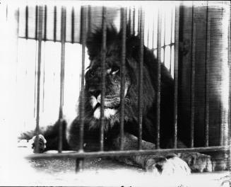 Prince the Lion