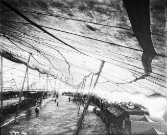 Menagerie Tent