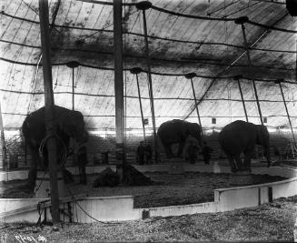 Elephants