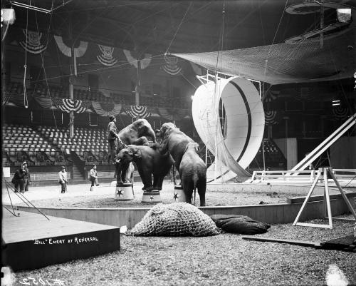 Bill Emery and Elephants