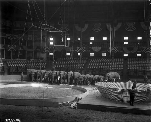 Elephants