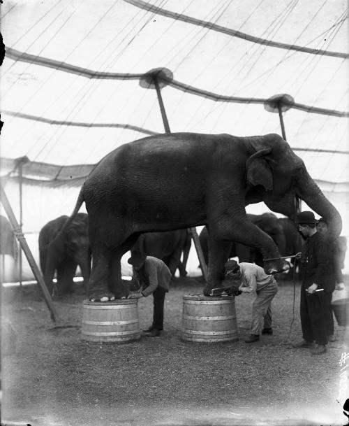Elephants