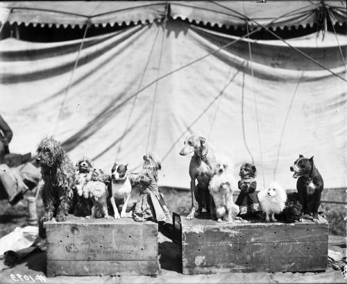 DeForrest trained dogs