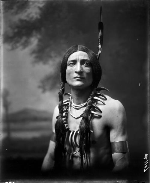 White Hawk