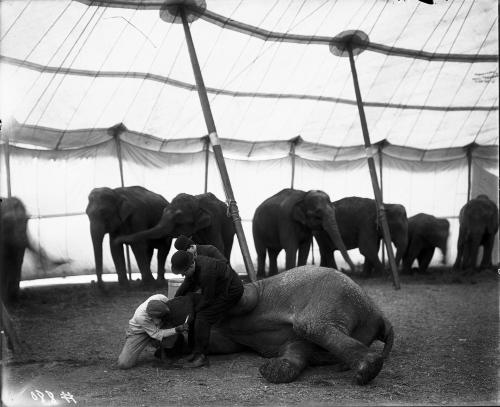 Elephants