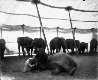 Elephants