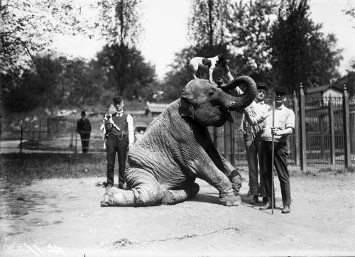 Asian Elephant