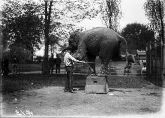 Asian Elephant