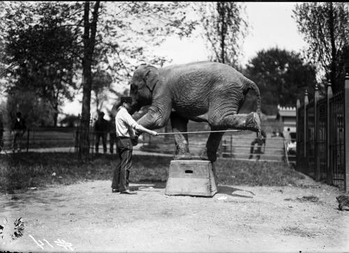 Asian Elephant