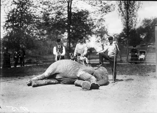 Asian Elephant