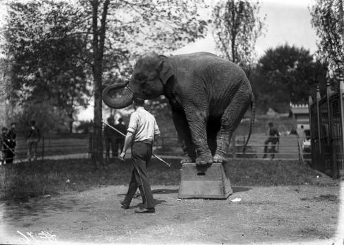 Asian Elephant