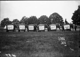 Elephants