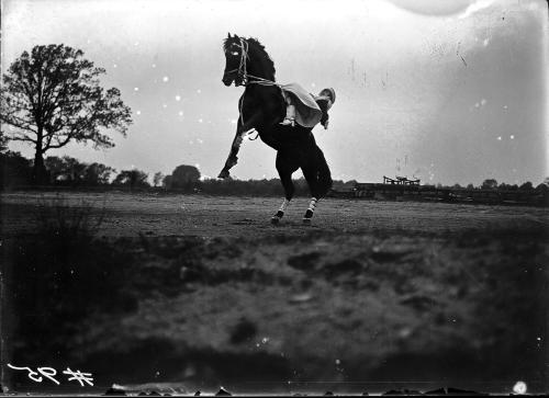 Horses