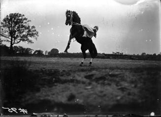Horses