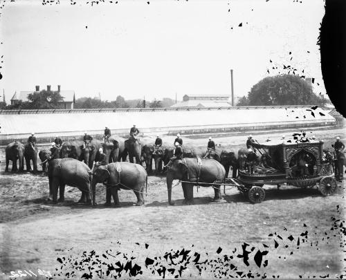 Elephants