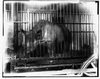 Rhinoceros