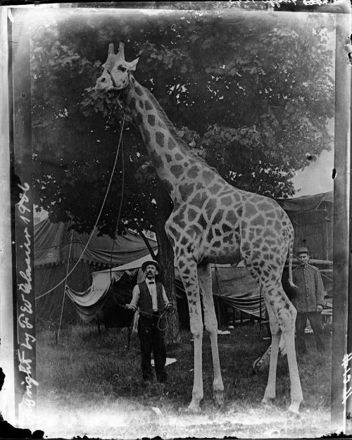 Fritz the Giraffe