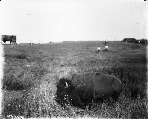 Bisons