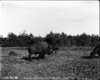 Bisons