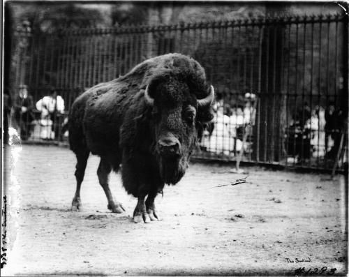 Bisons