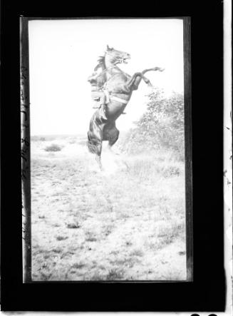 Horses
