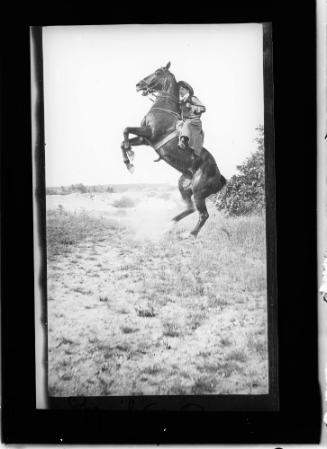 Horses