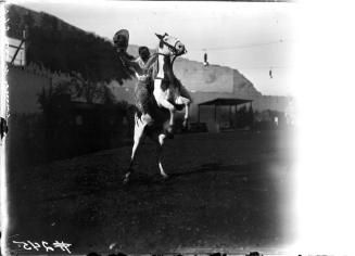 Horses