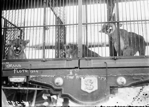 Young Lions