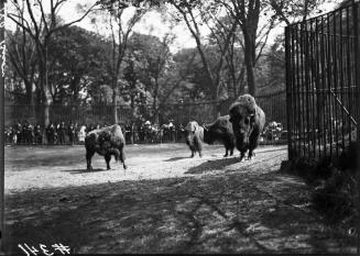 Bisons