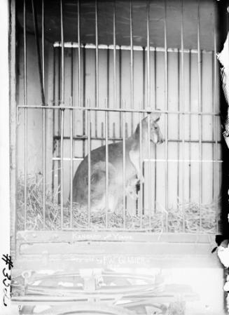 Kangaroos