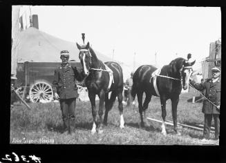 Horses