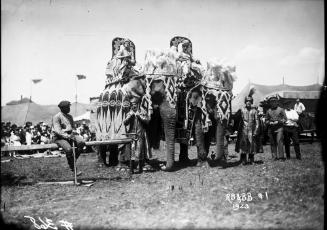Elephants