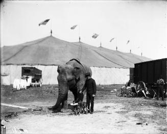 Elephants