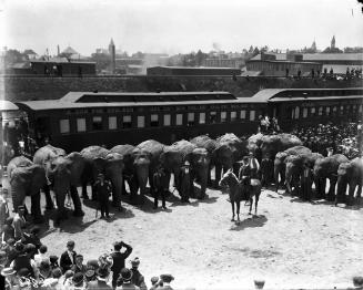 Elephants
