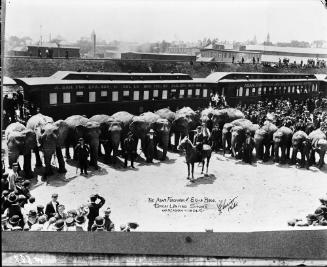 Elephants