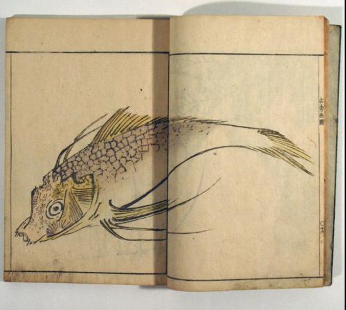 Koshū’s Picture Album