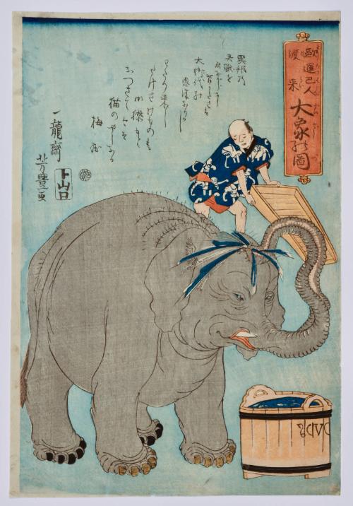 Imported by Europeans: The Great Elephant